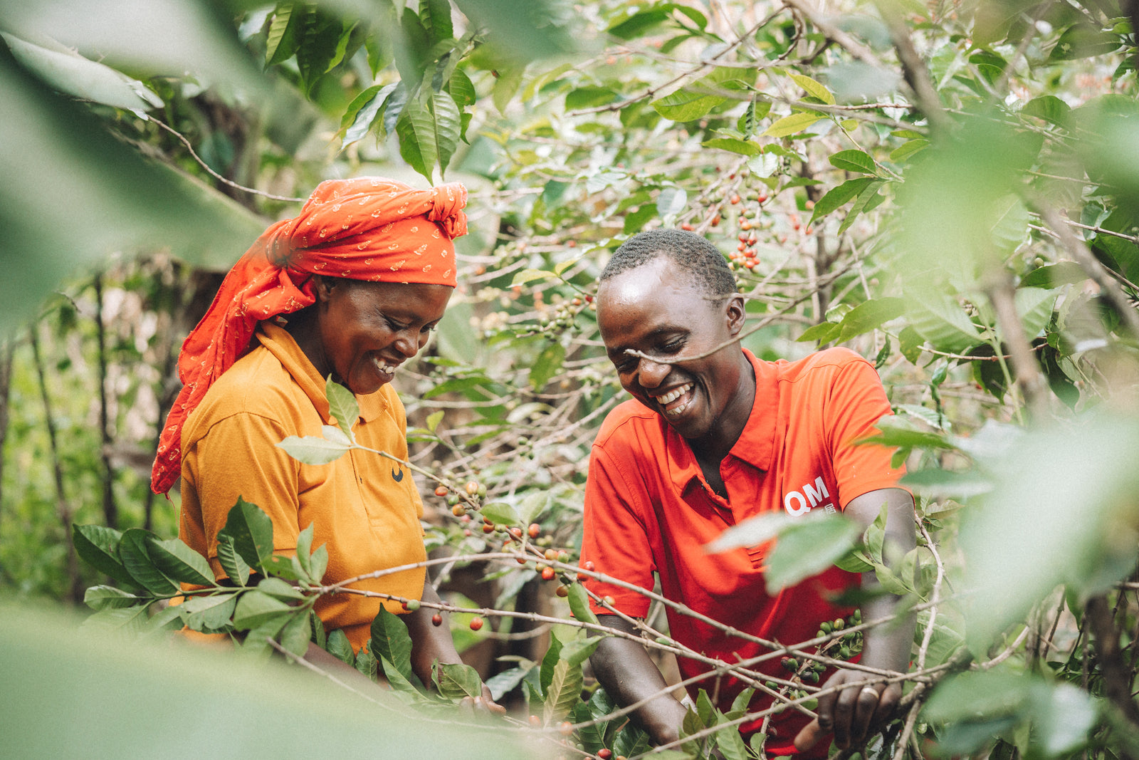 Good Coffee Doing Good x Trees For Kibira 2023