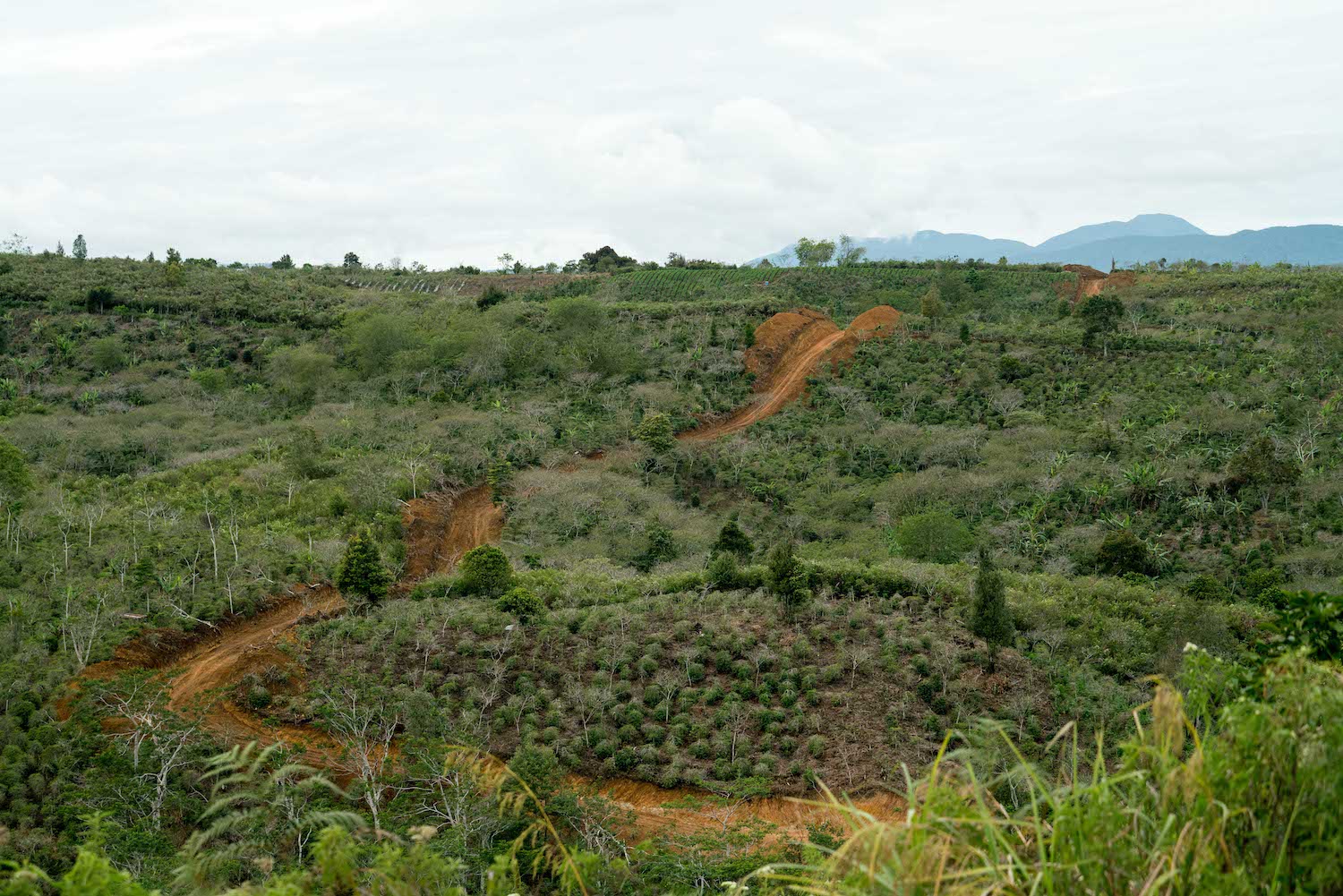 Indonesia Sumatra Asman Gayo