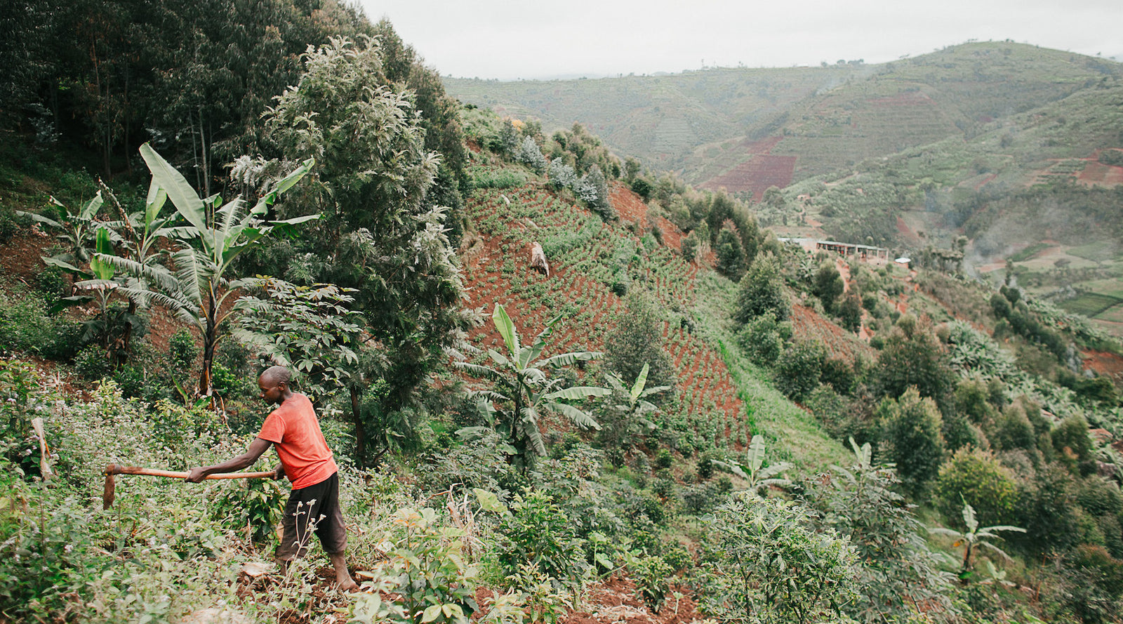 Ben Carlson I Long Miles Coffee Project