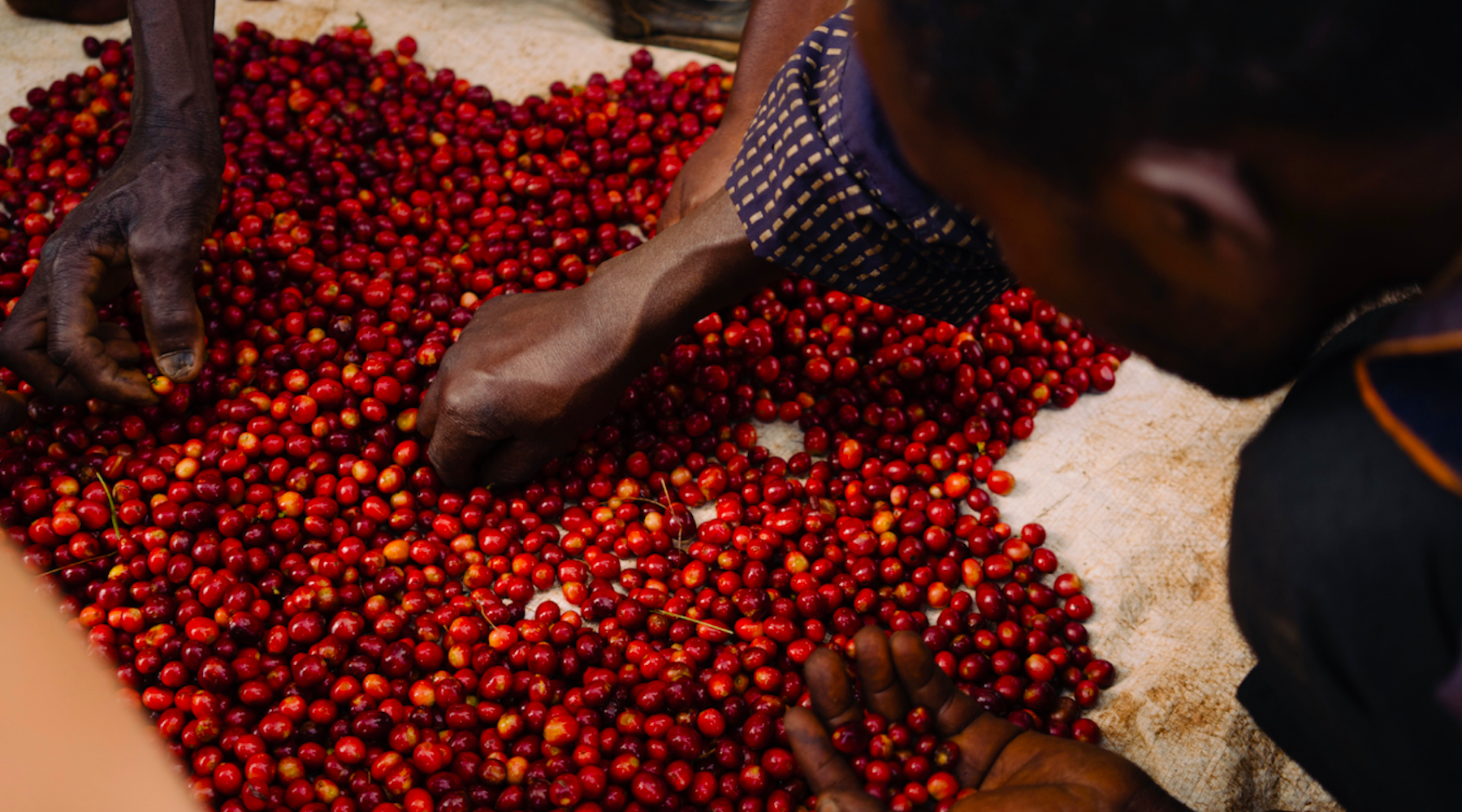 Good Coffee Doing Good I Trees for Kibira