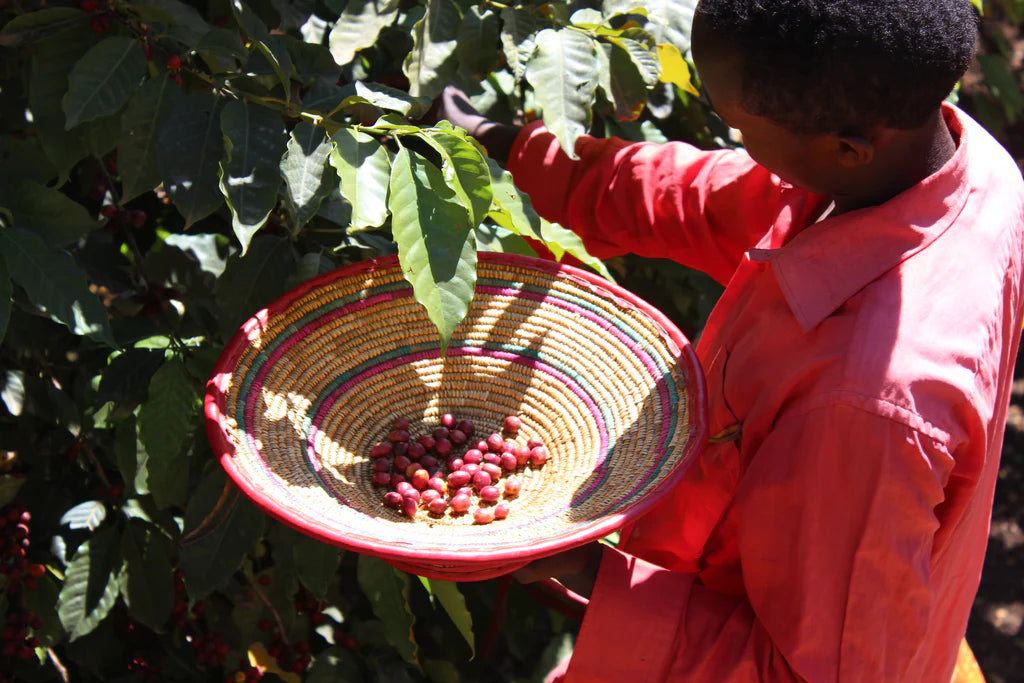 Ethiopia Dawit Dagiso Padre Coffee
