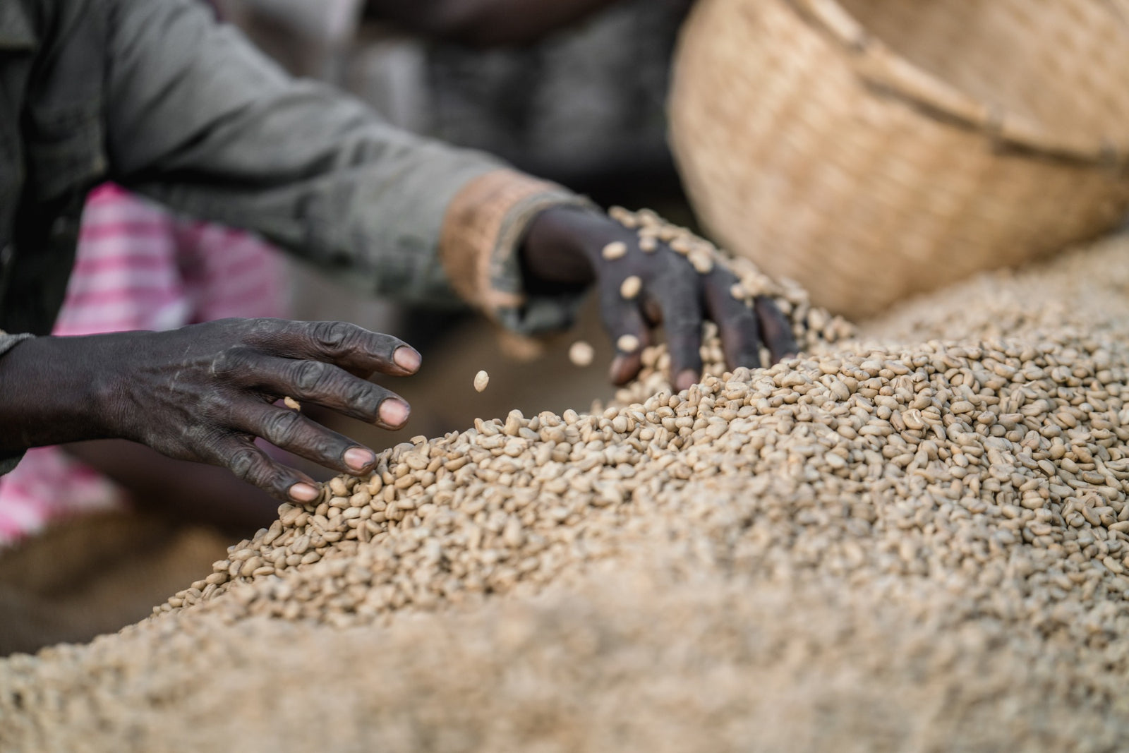 What is Coffee Processing?