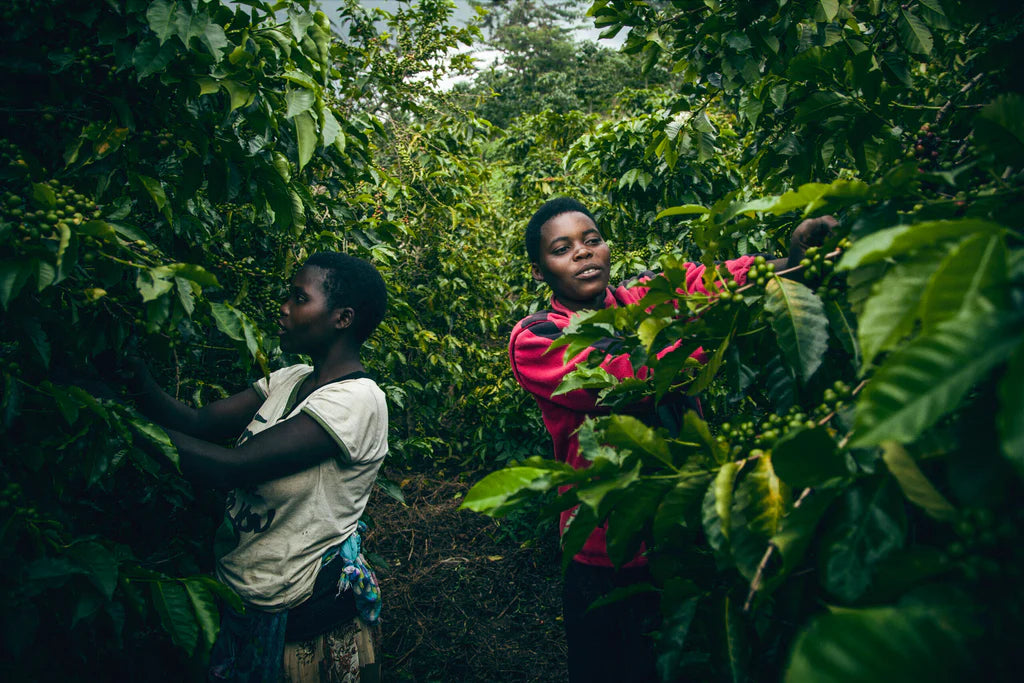 Results! Good Coffee Doing Good in Gitesi 2023