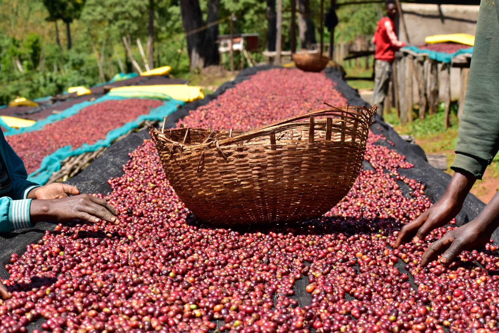 The Lalisaa Project x Good Coffee Doing Good