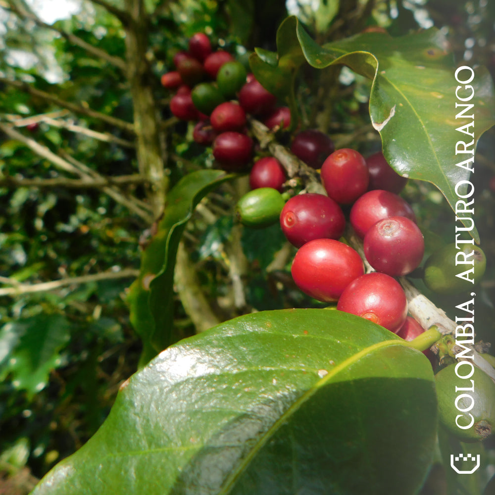 Colombia, Arturo Arango - Single Origin Espresso