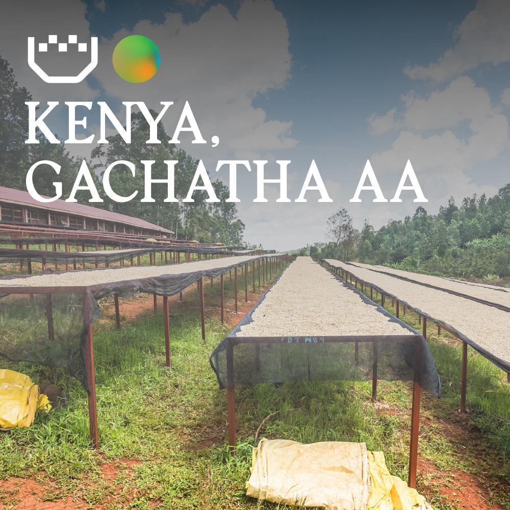 Kenya Gachatha AA - Single Origin Espresso