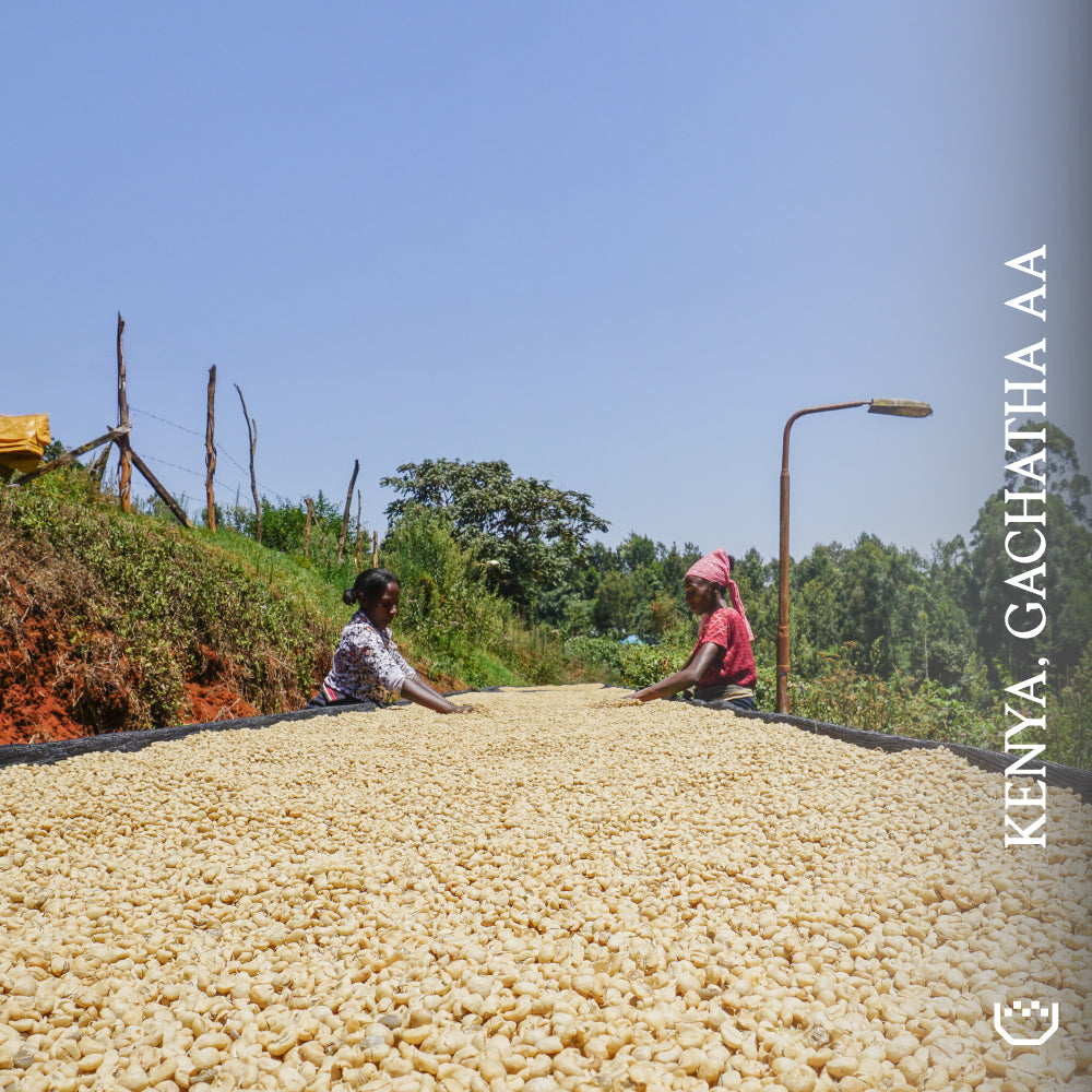 Kenya Gachatha AA - Single Origin Espresso