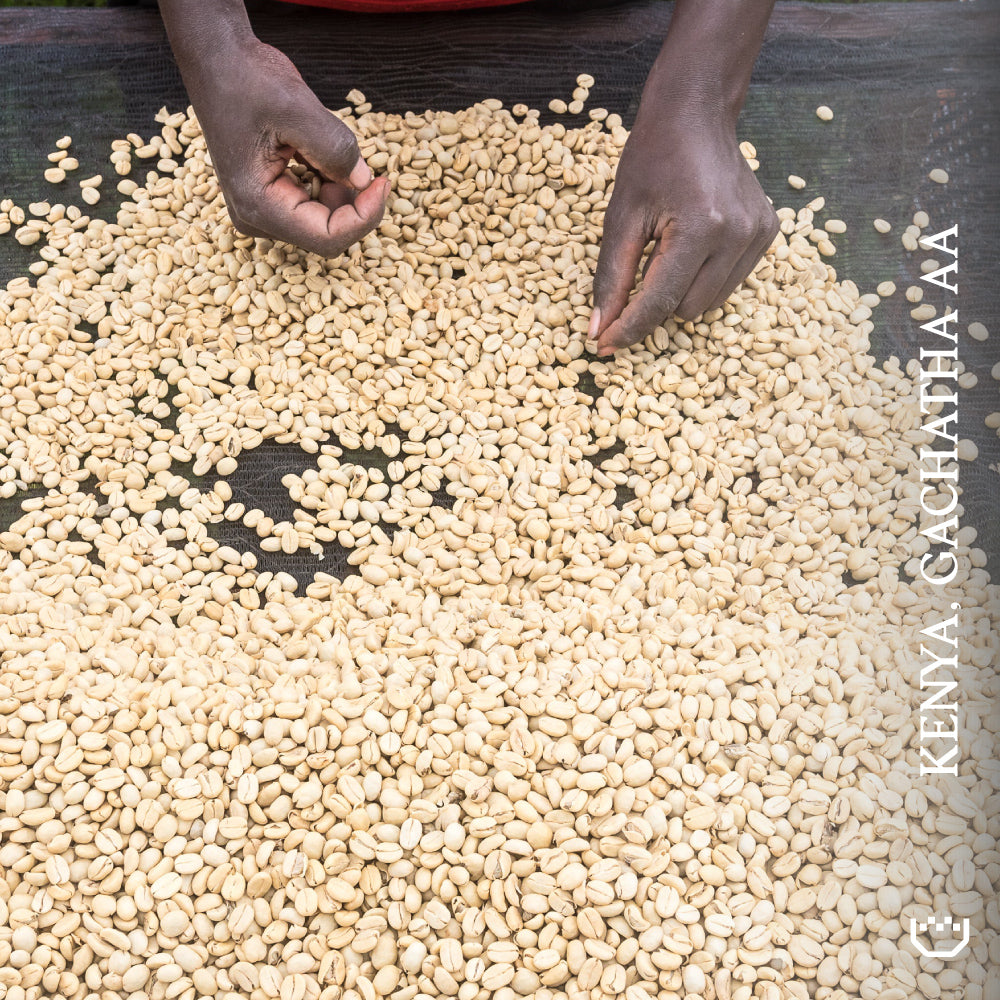 Kenya Gachatha AA - Single Origin Espresso