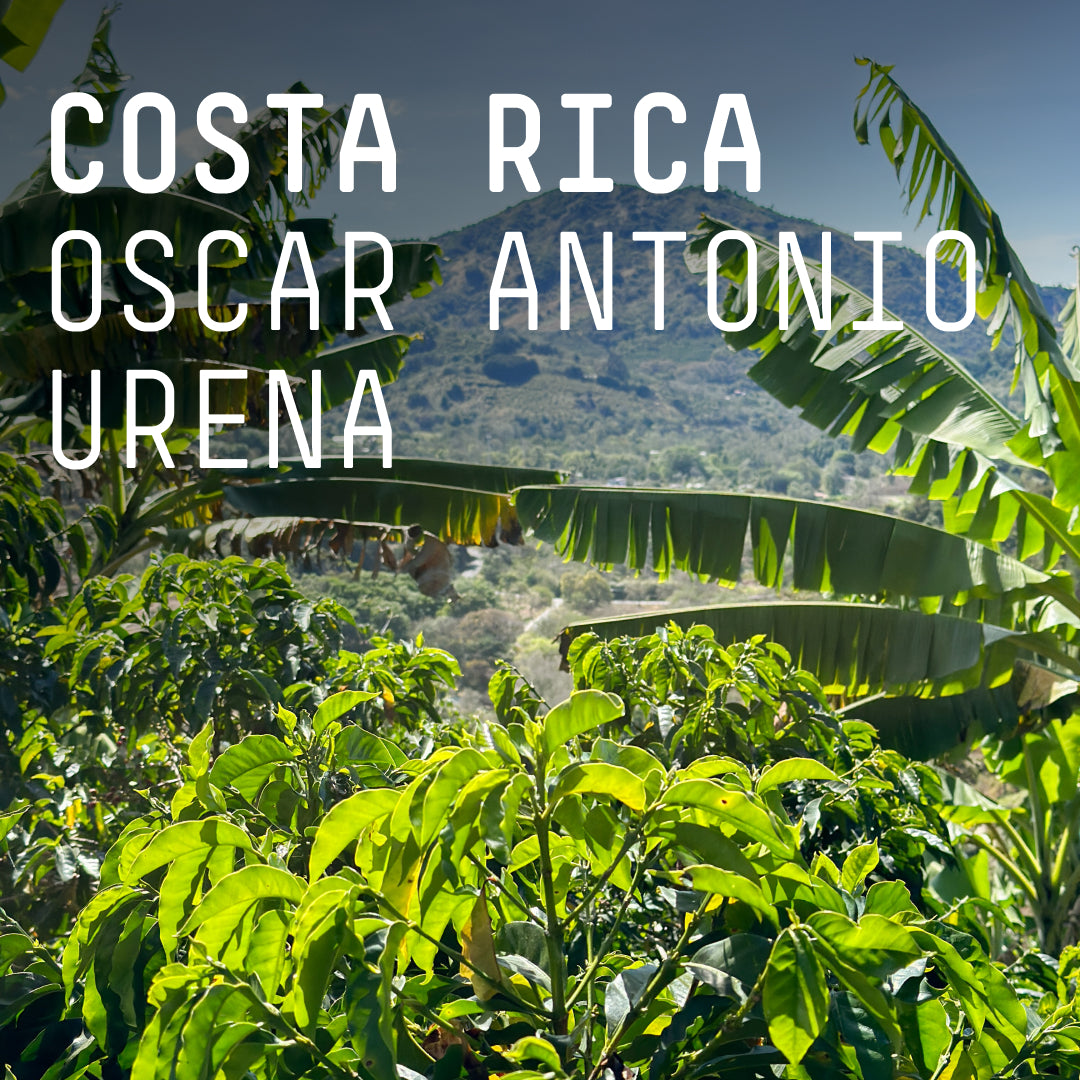 Costa Rica, Oscar Antonio Urena  - Single Origin Espresso