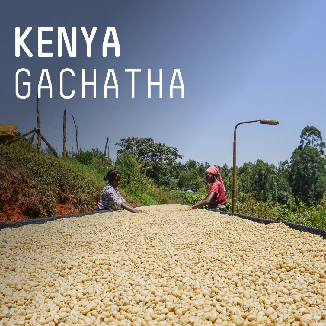 Kenya Gachatha AA - Single Origin Espresso