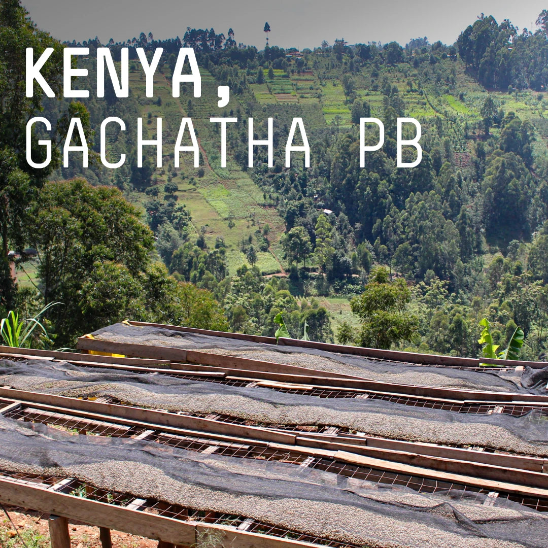 Kenya, Gachatha PB - Single Origin Espresso